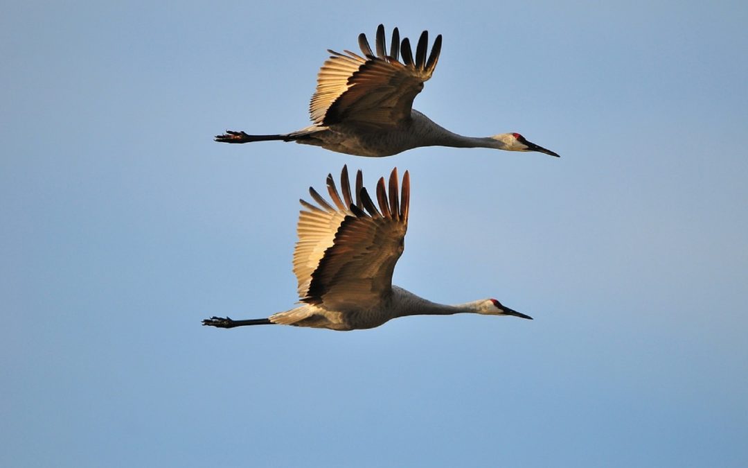 Cranes